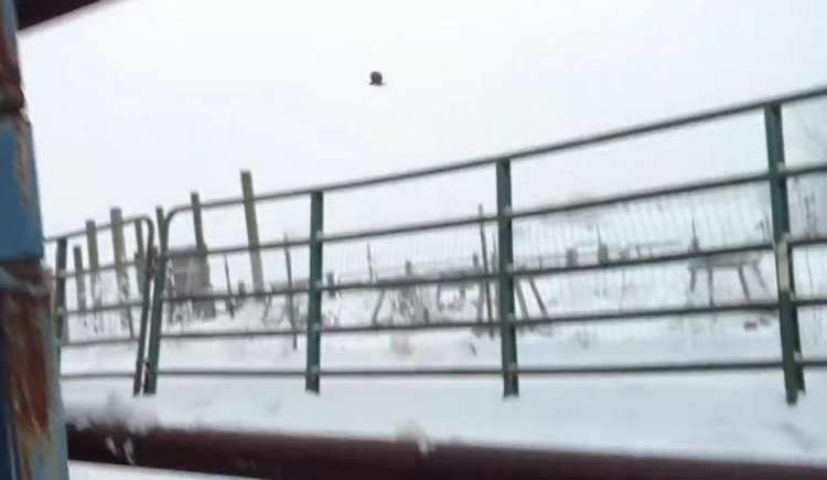 Добрый человек спас птичку, примерзшую к трубе Добрый человек спас птичку, примерзшую к трубе