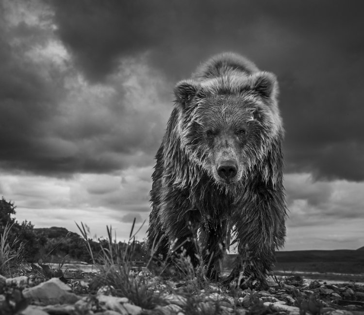 Фотограф Дэвид Ярроу: «Дикие встречи» Фотограф Дэвид Ярроу: «Дикие встречи»