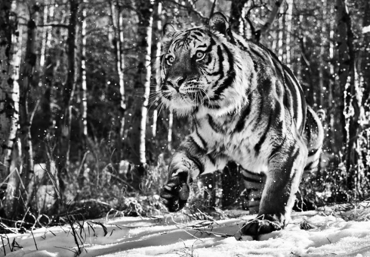 Фотограф Дэвид Ярроу: «Дикие встречи» Фотограф Дэвид Ярроу: «Дикие встречи»