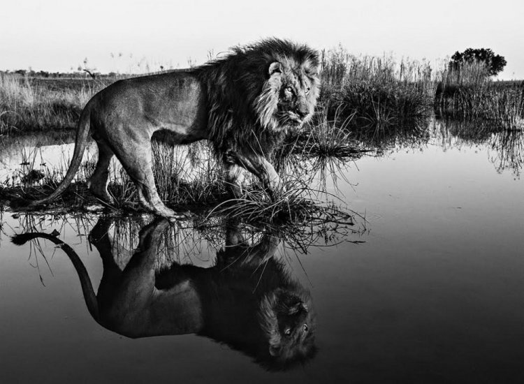 Фотограф Дэвид Ярроу: «Дикие встречи» Фотограф Дэвид Ярроу: «Дикие встречи»