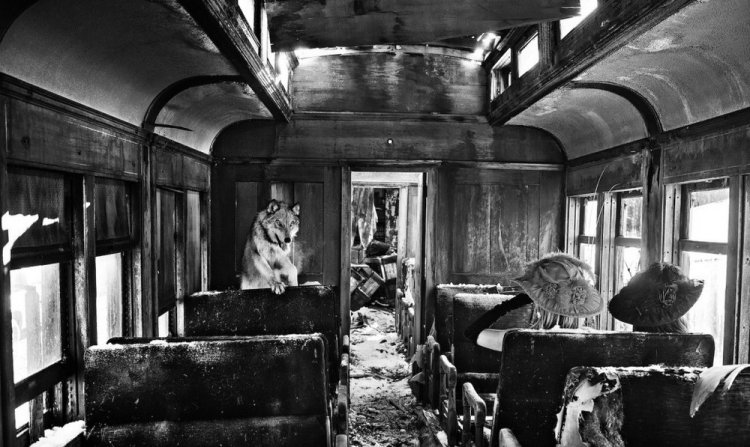Фотограф Дэвид Ярроу: «Дикие встречи» Фотограф Дэвид Ярроу: «Дикие встречи»