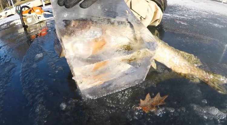 Щука вмерзла в лед с окунем во рту Щука вмерзла в лед с окунем во рту