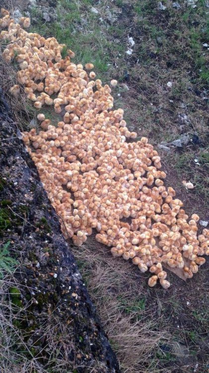 Нет порядка в британском королевстве Нет порядка в британском королевстве