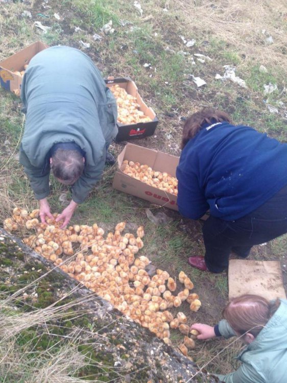 Нет порядка в британском королевстве Нет порядка в британском королевстве