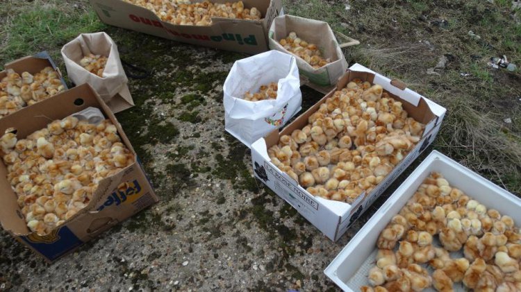 Нет порядка в британском королевстве Нет порядка в британском королевстве