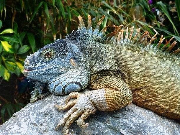Неожиданные животные, которые служат человеку Неожиданные животные, которые служат человеку