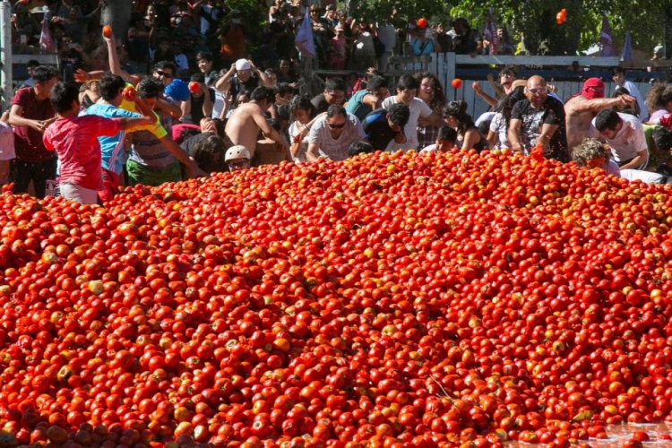 Битва помидорами в Чили Битва помидорами в Чили