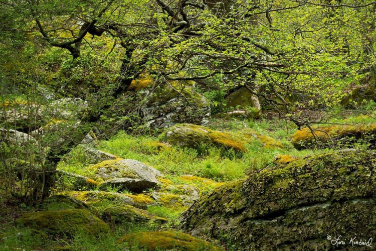 Красивая природа на снимках Лори Кинкейд Красивая природа на снимках Лори Кинкейд