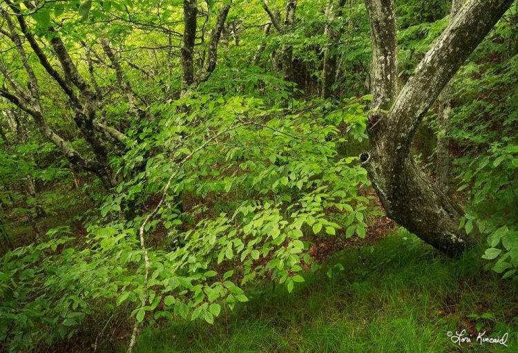 Красивая природа на снимках Лори Кинкейд Красивая природа на снимках Лори Кинкейд