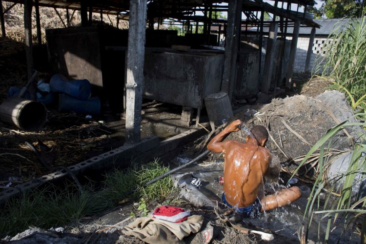 Производство сельского рома на Гаити Производство сельского рома на Гаити