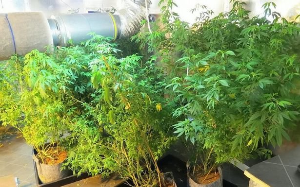 Плантация марихуаны в старой мельнице Плантация марихуаны в старой мельнице
