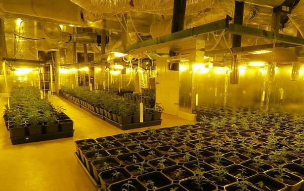 Плантация марихуаны в старой мельнице Плантация марихуаны в старой мельнице