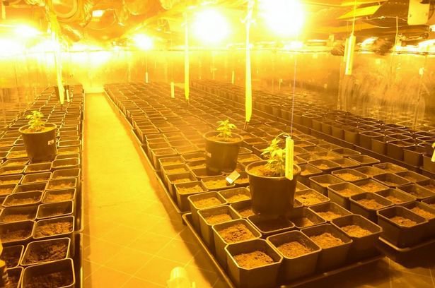 Плантация марихуаны в старой мельнице Плантация марихуаны в старой мельнице