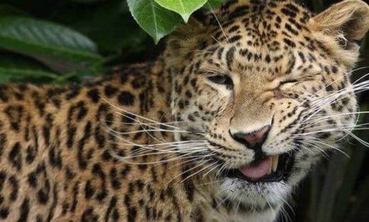 15 невероятно фотогеничных животных, от которых вы будете без ума (фото) 15 невероятно фотогеничных животных, от которых вы будете без ума (фото)