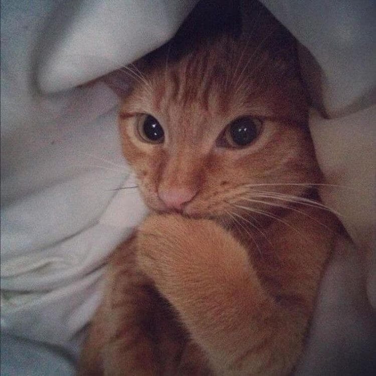 15 невероятно фотогеничных животных, от которых вы будете без ума (фото) 15 невероятно фотогеничных животных, от которых вы будете без ума (фото)