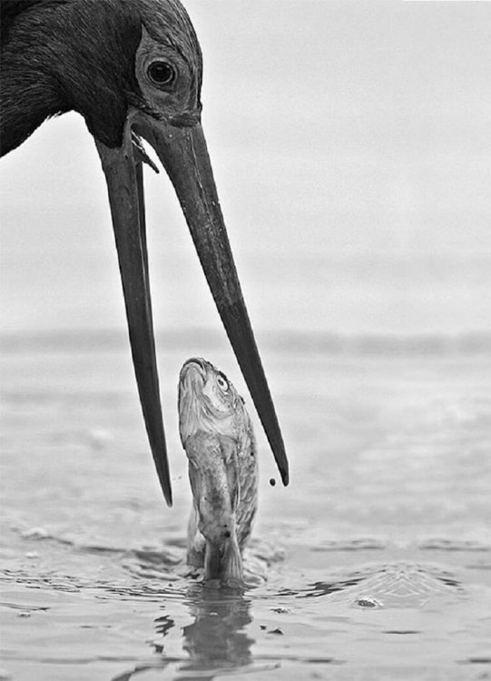 27 фотографий сделанных в нужный момент 27 фотографий сделанных в нужный момент