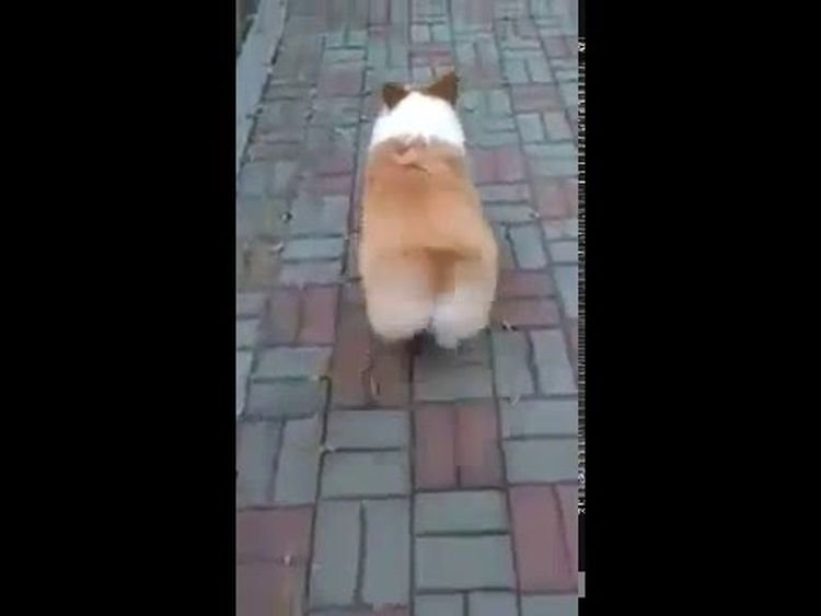Походка этой собаки — это нечто!!! Собачий попотряс! (видео) Походка этой собаки — это нечто!!! Собачий попотряс! (видео)