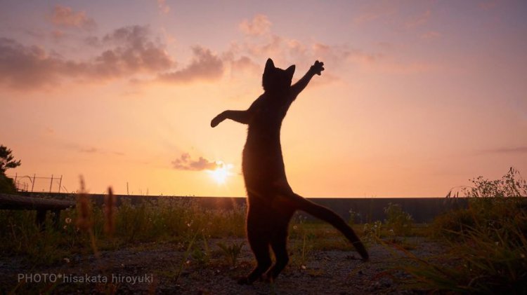 20 фото забавных танцующих котов, на которые невозможно смотреть без улыбки 20 фото забавных танцующих котов, на которые невозможно смотреть без улыбки