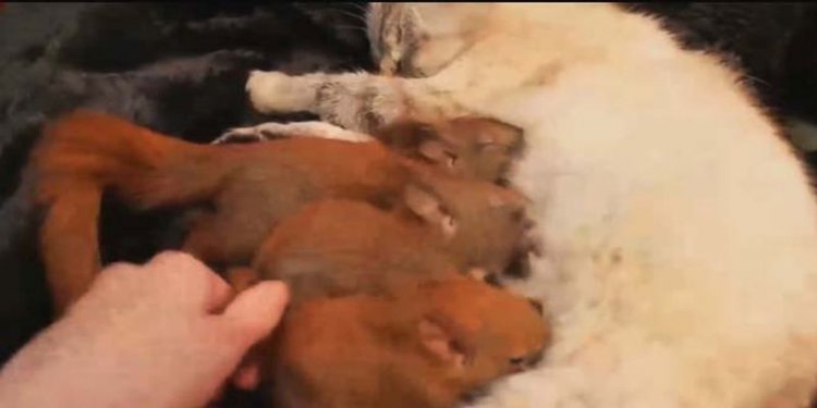Кошка пошла гулять в лес. Вернулась домой она уже не одна… (видео) Кошка пошла гулять в лес. Вернулась домой она уже не одна… (видео)
