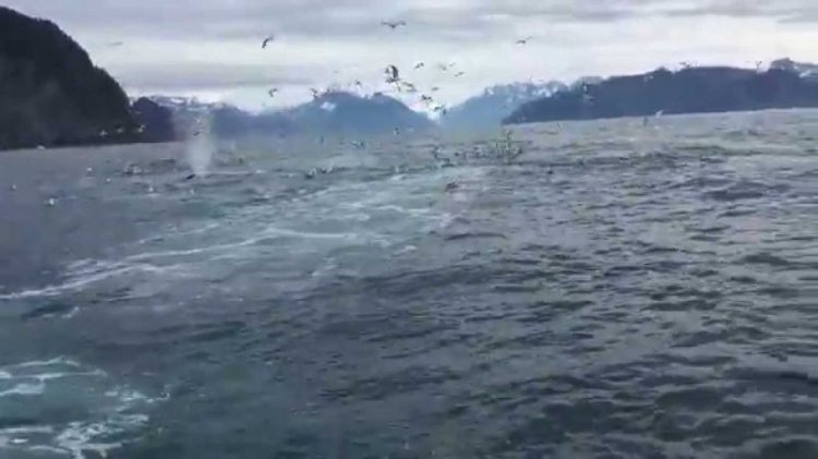 Парень снимал чаек над водой, но на на 0:57 он раскрыл рот от удивления! (видео) Парень снимал чаек над водой, но на на 0:57 он раскрыл рот от удивления! (видео)