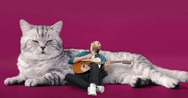 Волшебная песенка «Котозависимость» Семёна Слепакова! А у Вас есть котик? (видео) Волшебная песенка «Котозависимость» Семёна Слепакова! А у Вас есть котик? (видео)