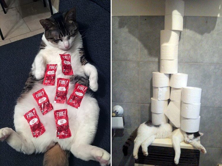 Когда коты хотят отдохнуть, их ничто не беспокоит — даже это! (фото) Когда коты хотят отдохнуть, их ничто не беспокоит — даже это! (фото)