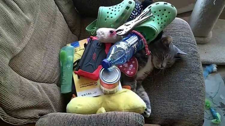 Когда коты хотят отдохнуть, их ничто не беспокоит — даже это! (фото) Когда коты хотят отдохнуть, их ничто не беспокоит — даже это! (фото)