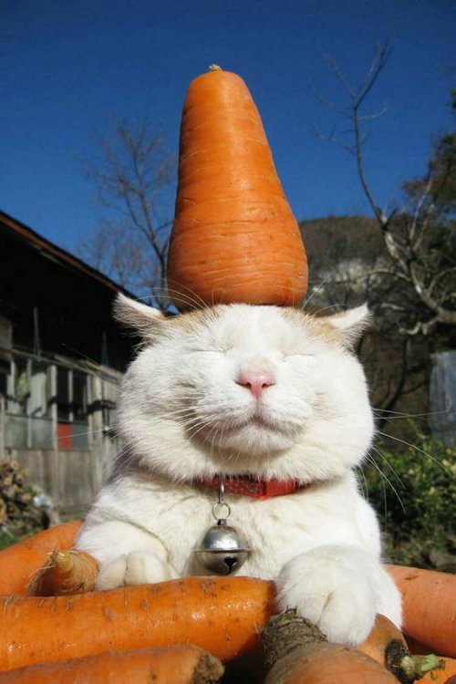 Когда коты хотят отдохнуть, их ничто не беспокоит — даже это! (фото) Когда коты хотят отдохнуть, их ничто не беспокоит — даже это! (фото)