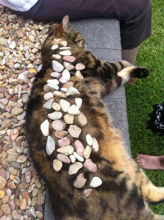 Когда коты хотят отдохнуть, их ничто не беспокоит — даже это! (фото) Когда коты хотят отдохнуть, их ничто не беспокоит — даже это! (фото)