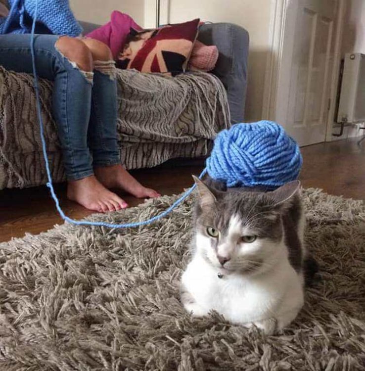 Когда коты хотят отдохнуть, их ничто не беспокоит — даже это! (фото) Когда коты хотят отдохнуть, их ничто не беспокоит — даже это! (фото)