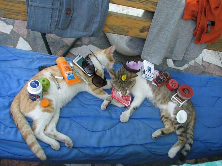 Когда коты хотят отдохнуть, их ничто не беспокоит — даже это! (фото) Когда коты хотят отдохнуть, их ничто не беспокоит — даже это! (фото)