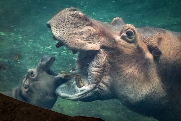 Этот бегемот, играющий в воде, сделает ваш день! (видео) Этот бегемот, играющий в воде, сделает ваш день! (видео)