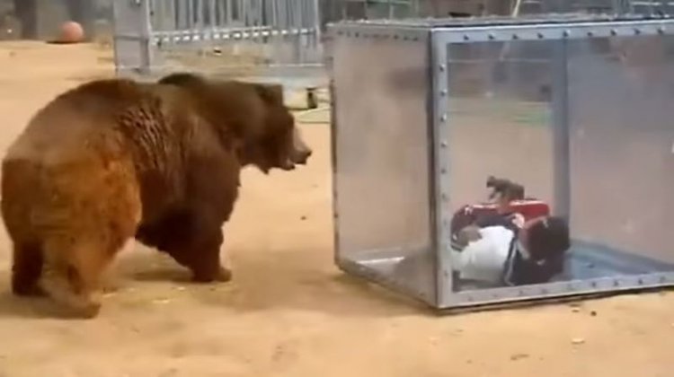 Самые необычные развлечения в мире (видео) Самые необычные развлечения в мире (видео)