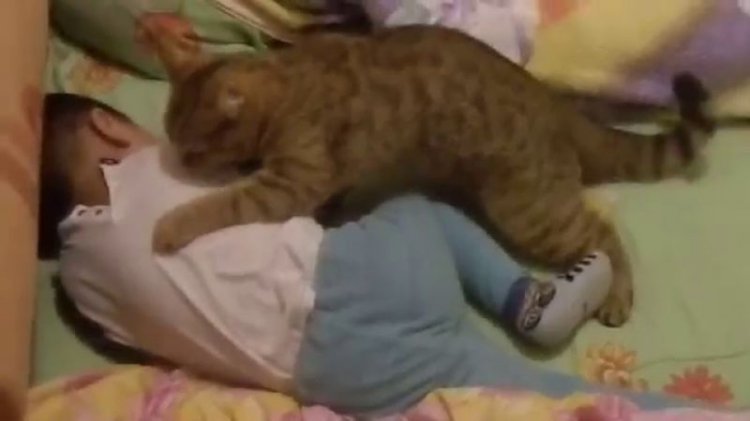 Кот взял под свою опеку малыша. Кадры, которые тронули миллионы зрителей в Сети! (видео) Кот взял под свою опеку малыша. Кадры, которые тронули миллионы зрителей в Сети! (видео)