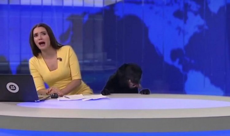 Жестокие ляпы ведущих на TV во время эфиров (видео) Жестокие ляпы ведущих на TV во время эфиров (видео)