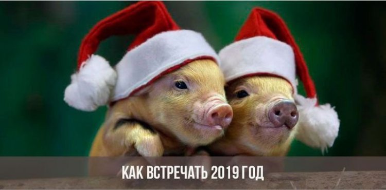 Как нужно правильно встречать год золотой свиньи 2019 Как нужно правильно встречать год золотой свиньи 2019