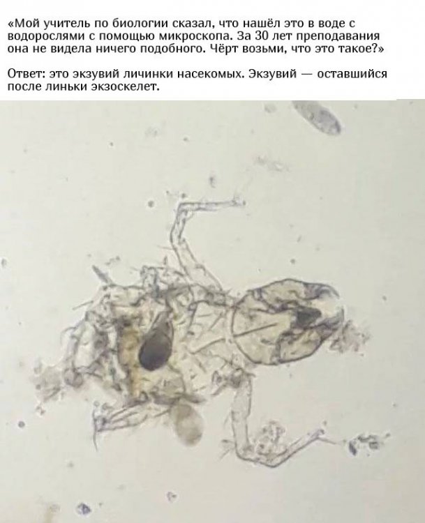 Люди спрашивают у пользователей сети: "Что это такое?" Люди спрашивают у пользователей сети: "Что это такое?"