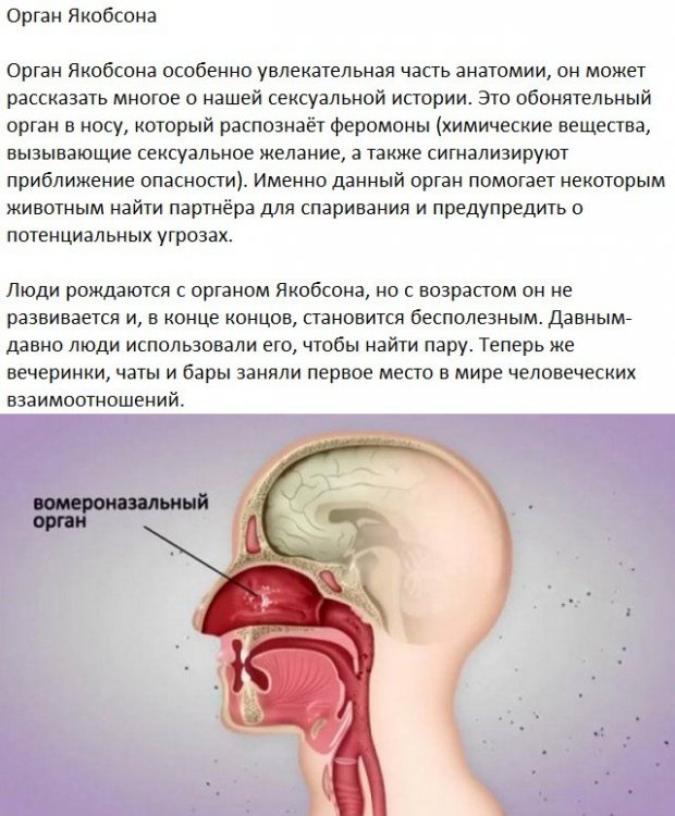 Следы на человеческом теле, оставленные эволюцией Следы на человеческом теле, оставленные эволюцией