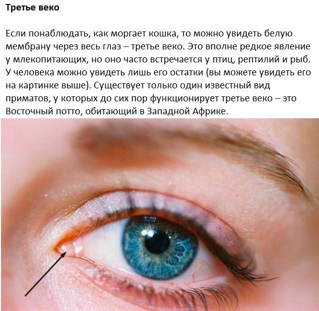 Следы на человеческом теле, оставленные эволюцией Следы на человеческом теле, оставленные эволюцией