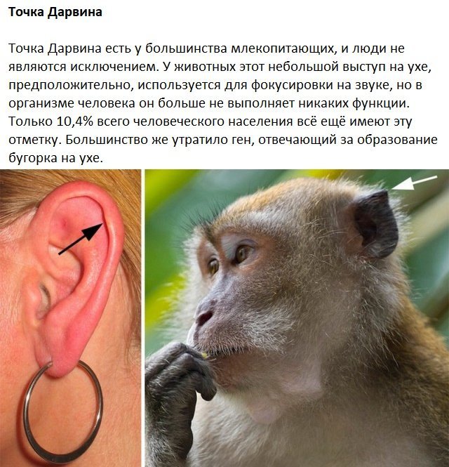 Следы на человеческом теле, оставленные эволюцией Следы на человеческом теле, оставленные эволюцией