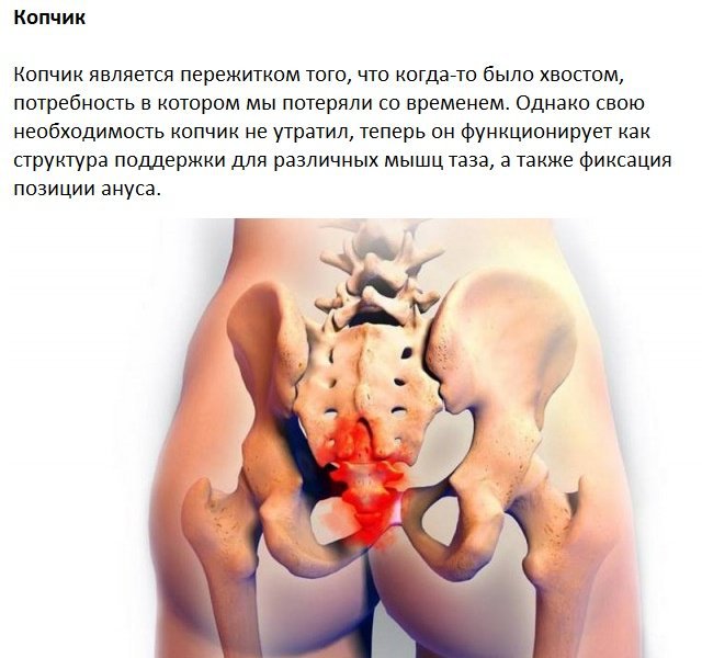 Следы на человеческом теле, оставленные эволюцией Следы на человеческом теле, оставленные эволюцией